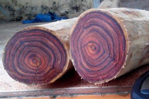 Đừng bỏ lỡ thông tin về gỗ sưa đỏ nếu bạn muốn khoe không gian đẳng cấp